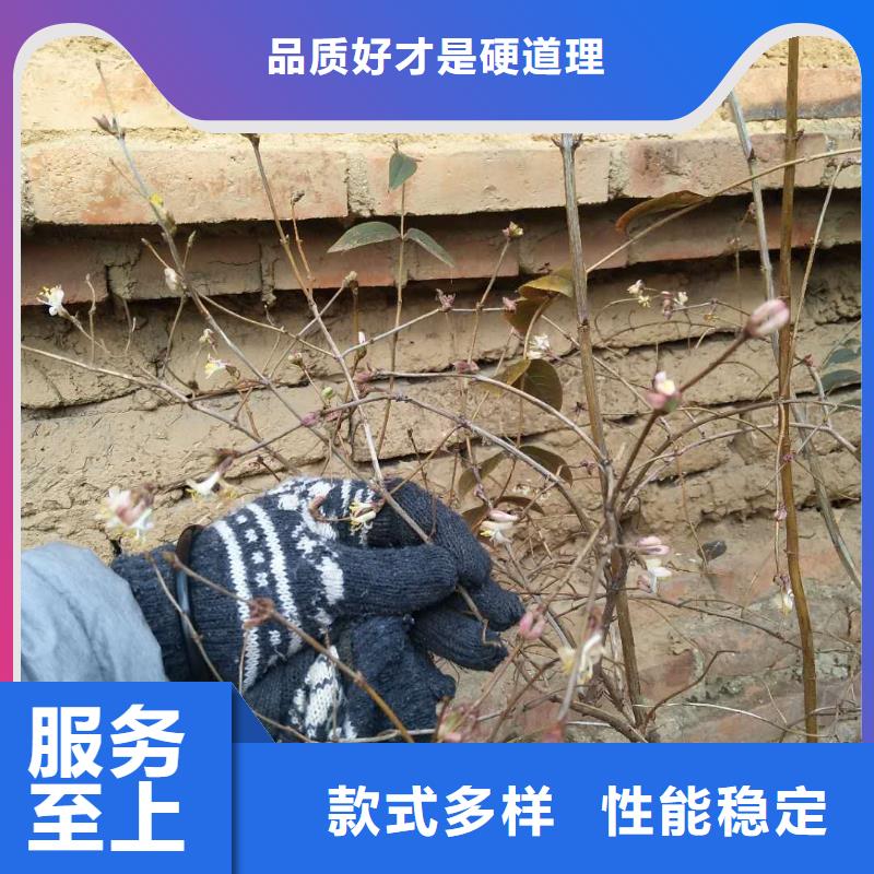 杈杷果桃树苗价格实惠工厂直供价格低