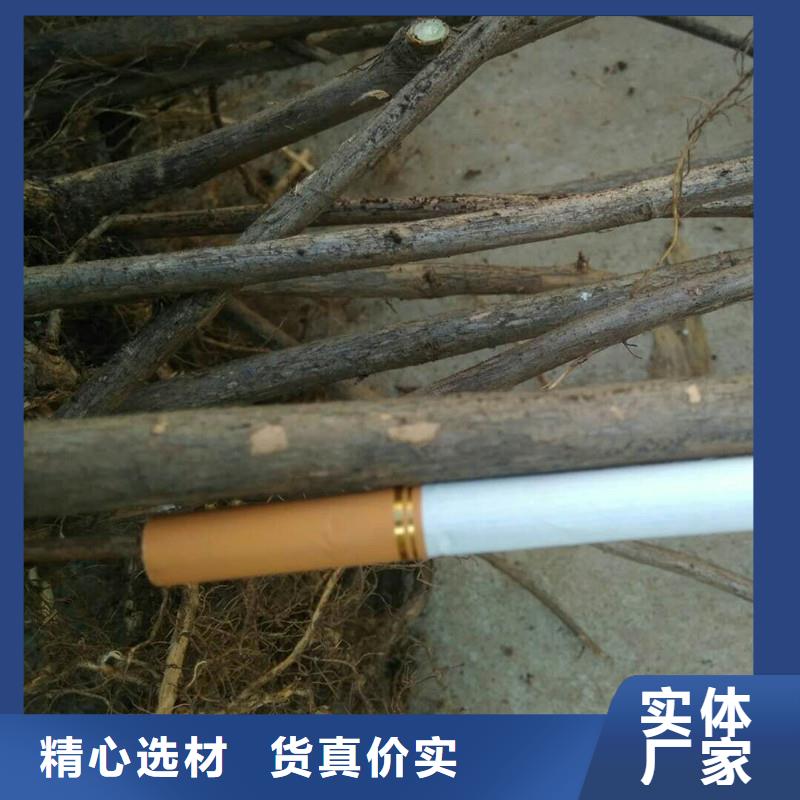 杈杷果嘎啦苹果一站式采购商家直供