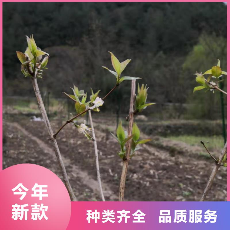 【杈杷果樱桃苗厂家质量过硬】多种工艺