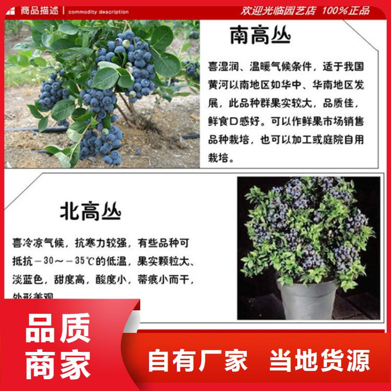 【蓝莓苗】无花果苗定金锁价精益求精