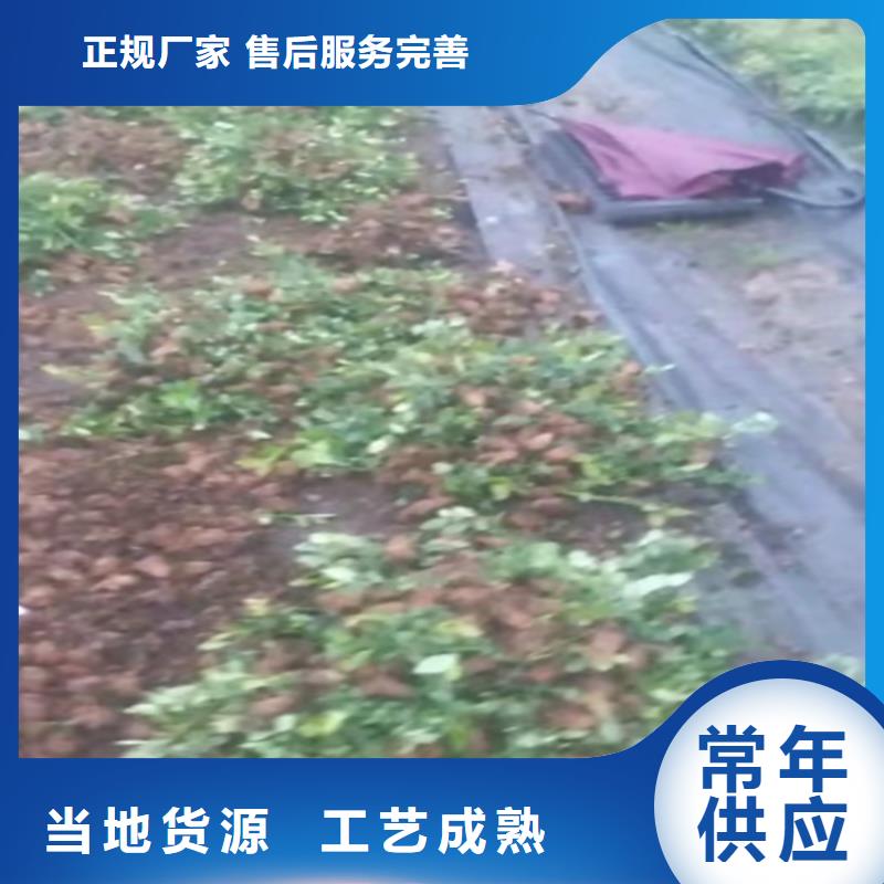 蓝莓苗苹果苗采购无忧同城厂家