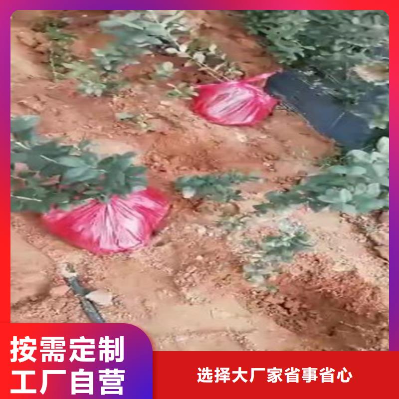 蓝莓苗苹果苗生产安装好品质经得住考验