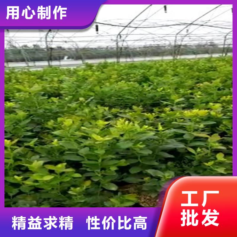 蓝莓苗,无花果苗全新升级品质保障厂家直营