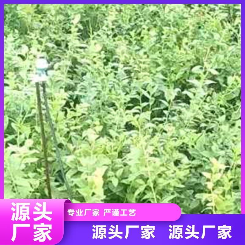 蓝莓苗桃树苗快捷物流适用范围广