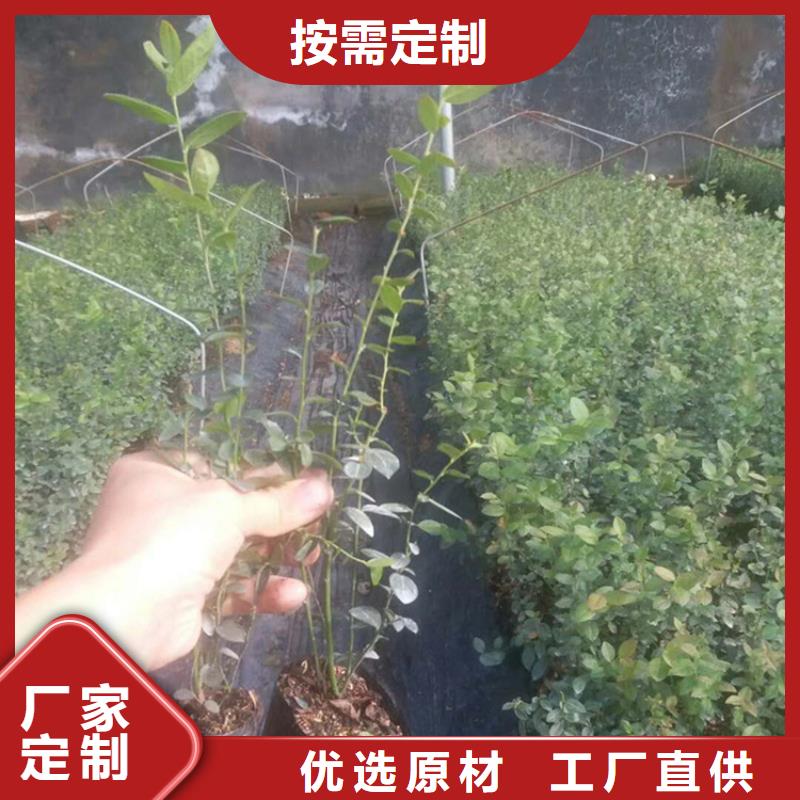 蓝莓苗樱桃苗生产加工同城生产商