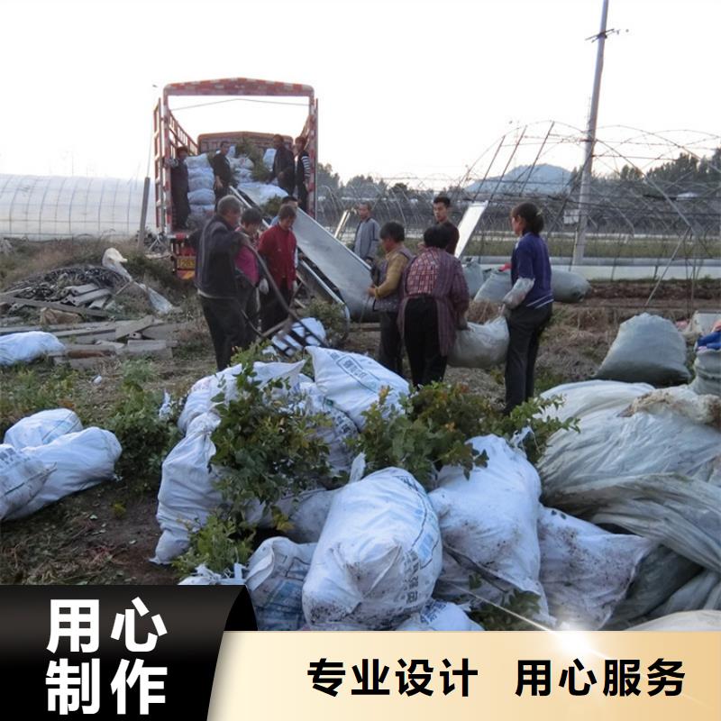 【蓝莓苗樱桃苗实地大厂】发货迅速