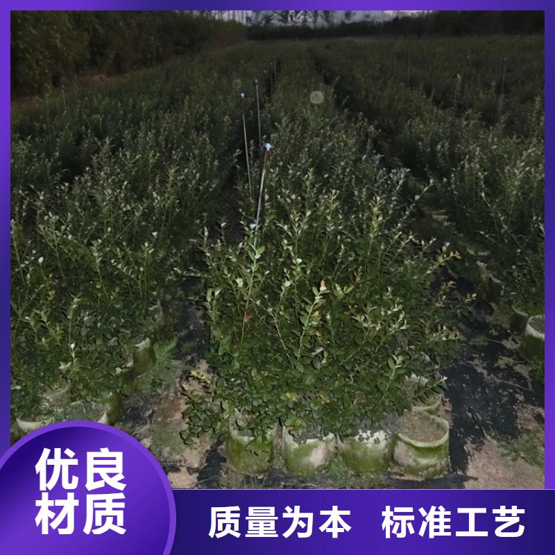 蓝莓苗杏树苗24小时下单发货价格地道