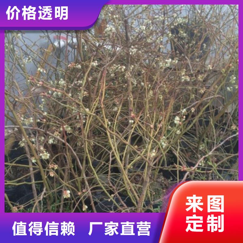 【蓝莓苗】苹果苗厂家直发厂家供应