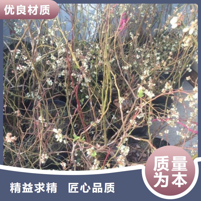 【蓝莓苗】,红颜草莓实力优品货源直销