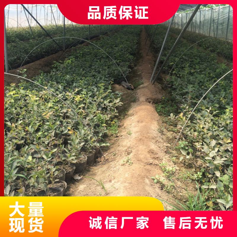 蓝莓苗桃树苗库存齐全厂家直供量大更优惠