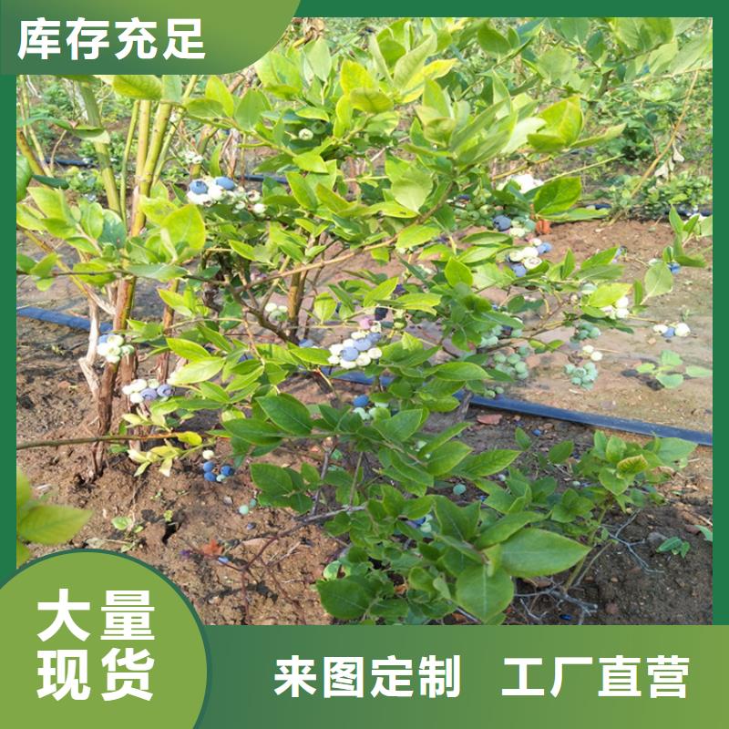 蓝莓苗樱桃苗定制不额外收费附近供应商