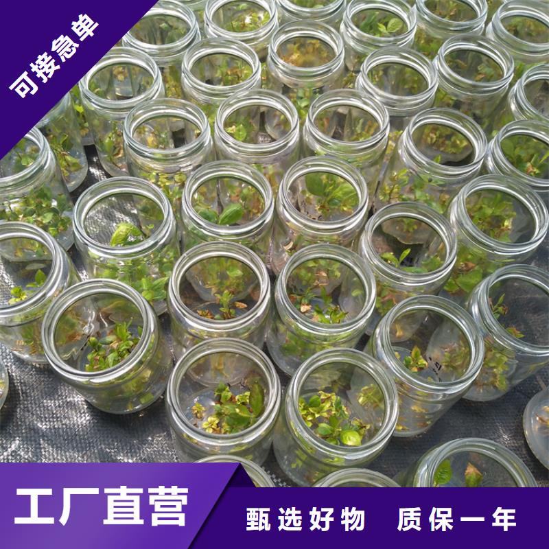 蓝莓苗樱桃苗品质好才是硬道理每个细节都严格把关