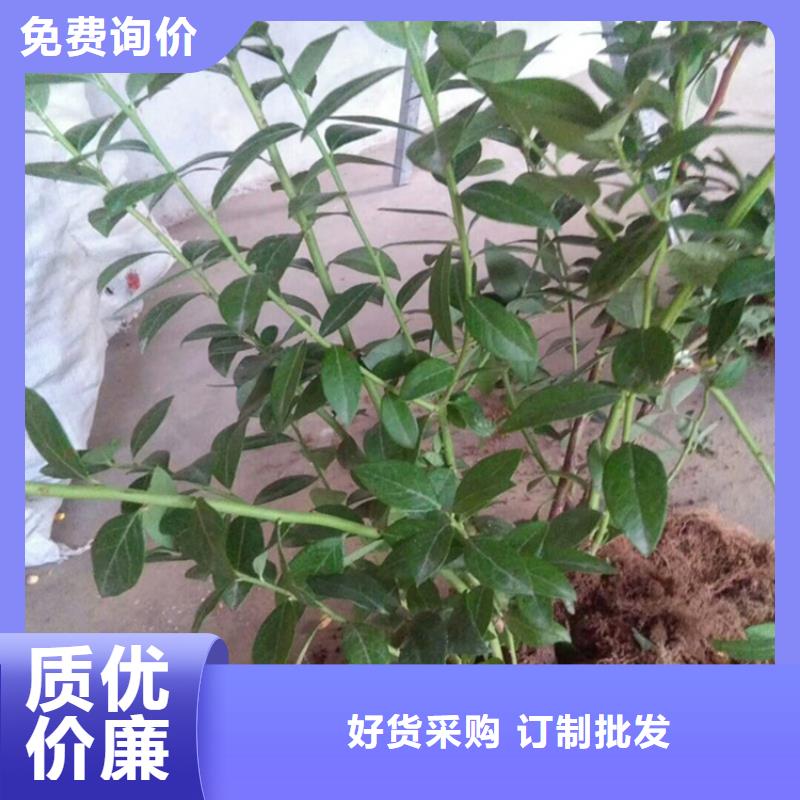 蓝莓苗【苹果苗】精选好货厂家现货供应