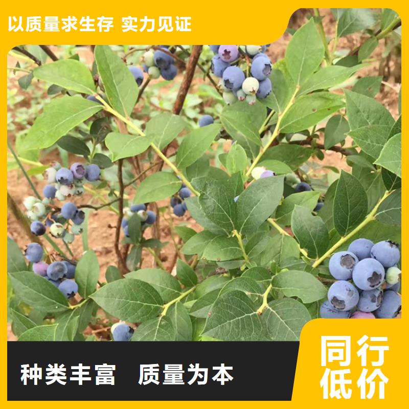 蓝莓苗花椒苗好产品价格低定制速度快工期短