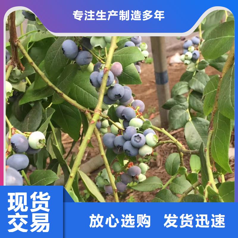 蓝莓苗_樱桃苗免费询价价格公道合理