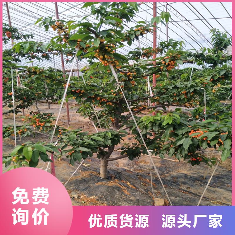 樱桃樱桃苗好厂家有担当重信誉厂家