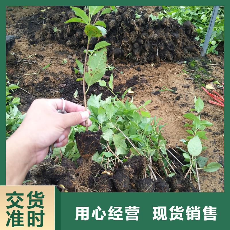 【樱桃红颜草莓经久耐用】同城供应商