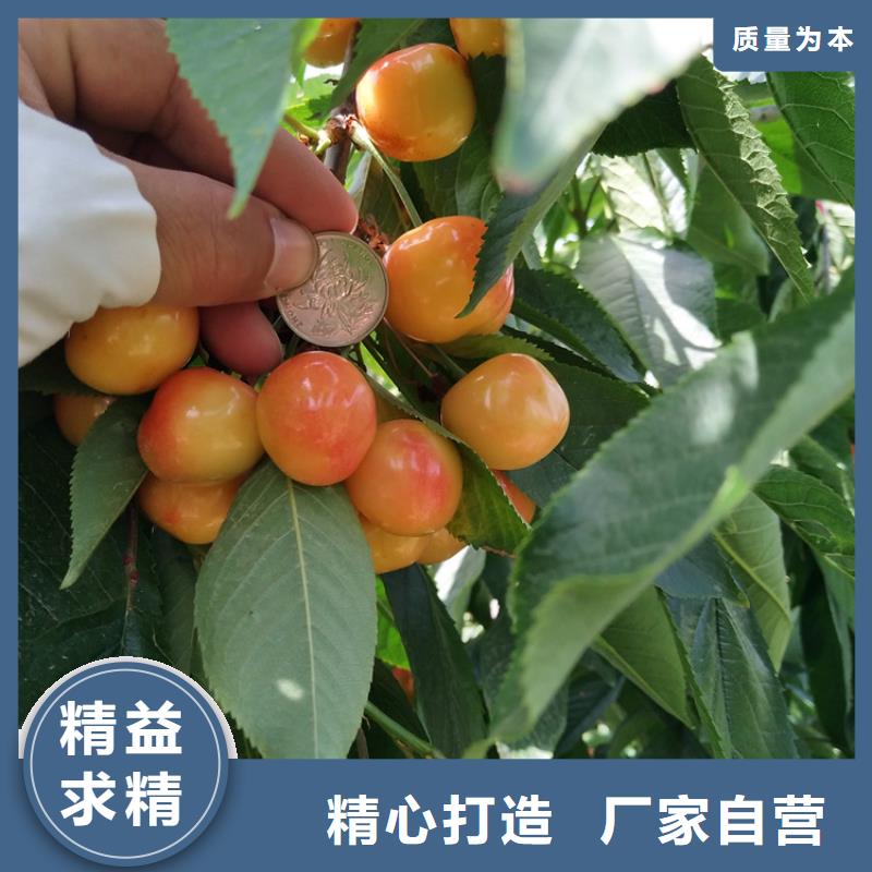 【樱桃李树苗供您所需】质量三包