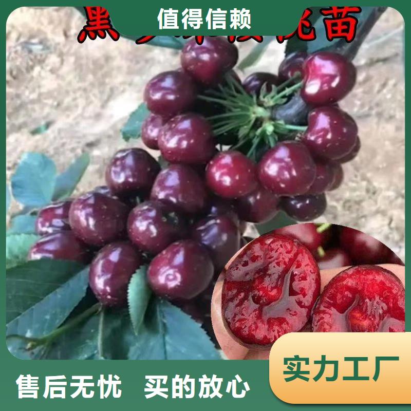 【樱桃】草莓苗诚信经营现货现发优选厂家