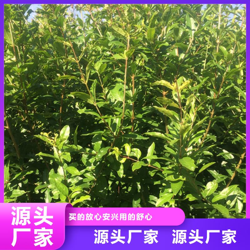 石榴苹果苗精选货源现货