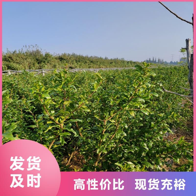 石榴无花果苗支持加工定制同城货源