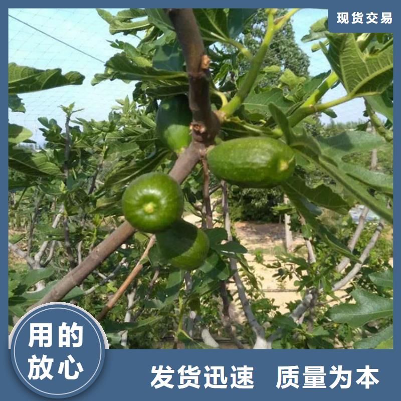 无花果_桃树苗源头工厂量大优惠定制不额外收费