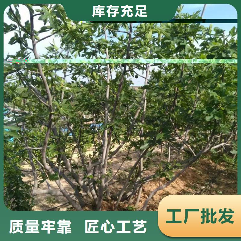 【无花果-石榴树满足您多种采购需求】规格齐全实力厂家