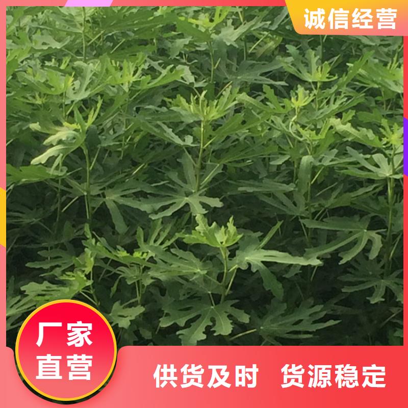 【无花果,桃树苗专心专注专业】为您精心挑选