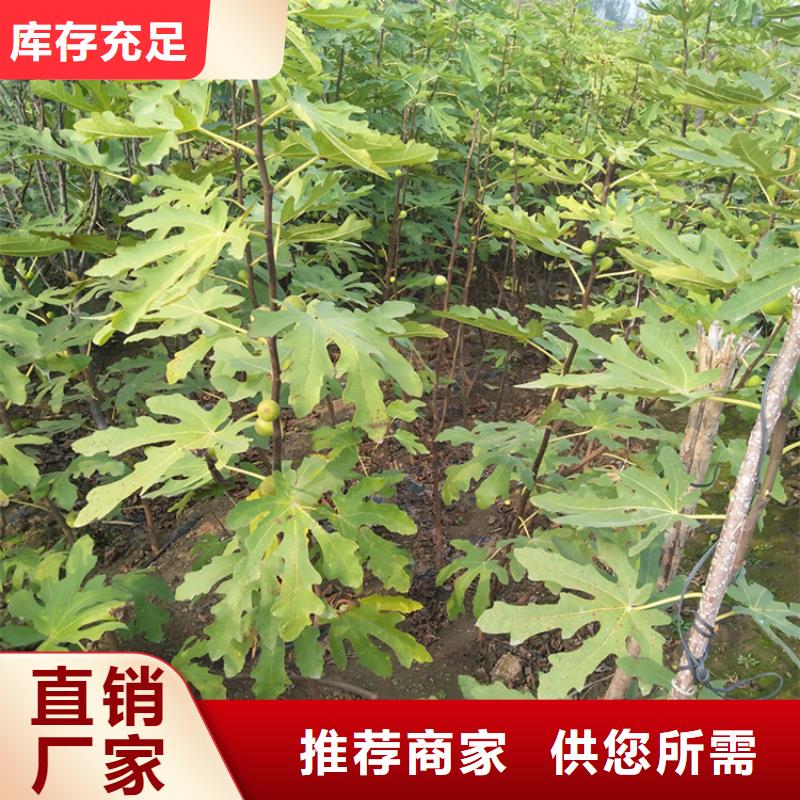 无花果,樱桃苗匠心制造当地制造商