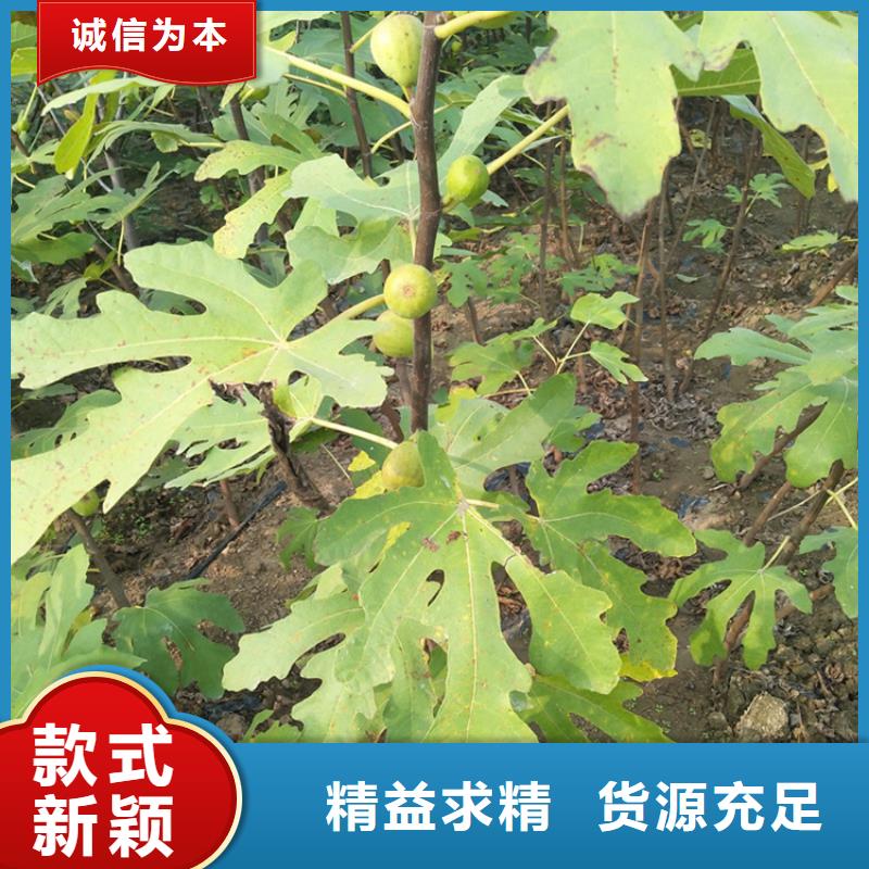 【无花果_樱桃苗0中间商差价】优势