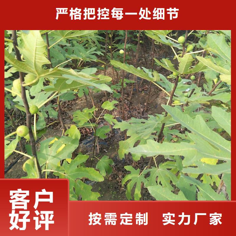 无花果_樱桃苗经久耐用品质不将就