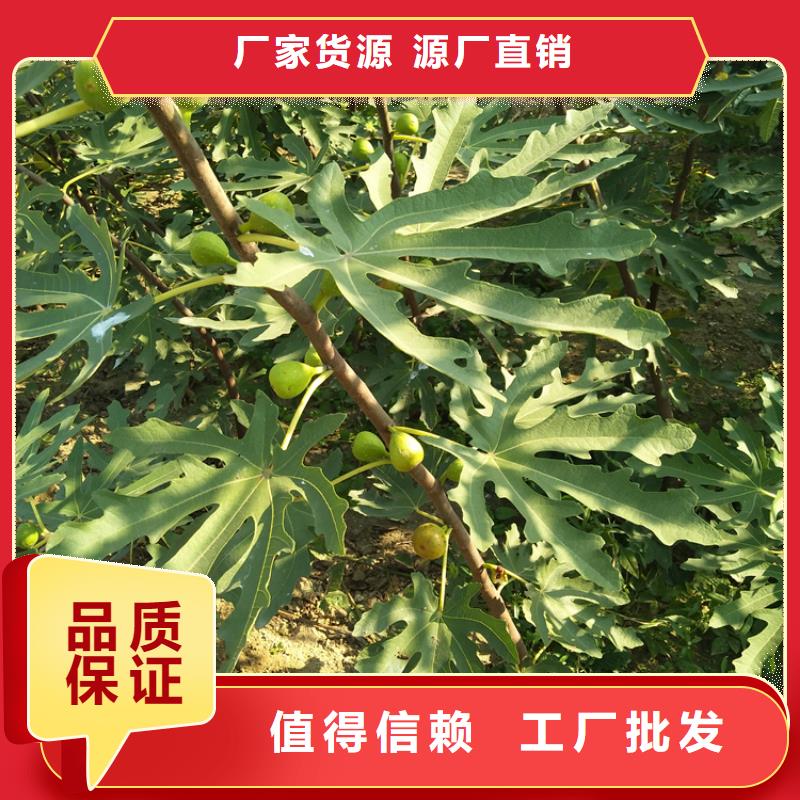 【无花果无花果苗标准工艺】同城厂家