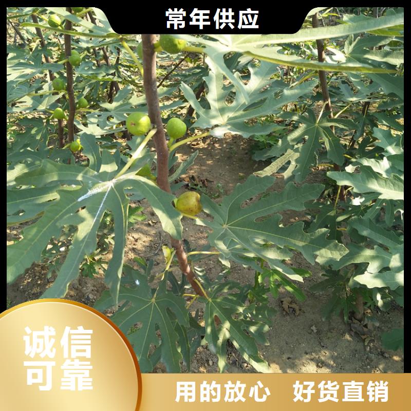 【无花果苹果苗原厂制造】现货交易