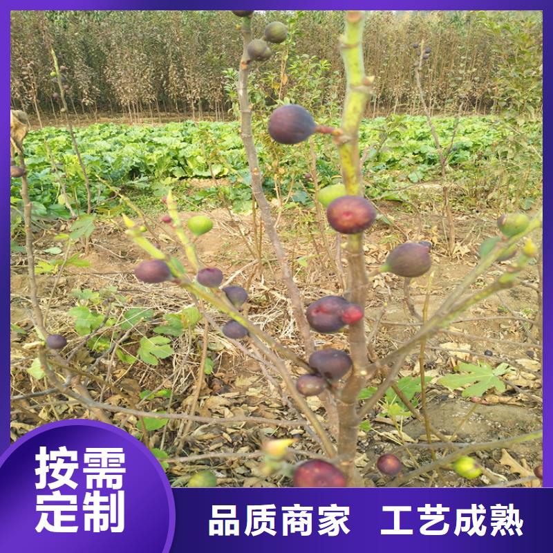 无花果_梨树苗当地货源附近供应商