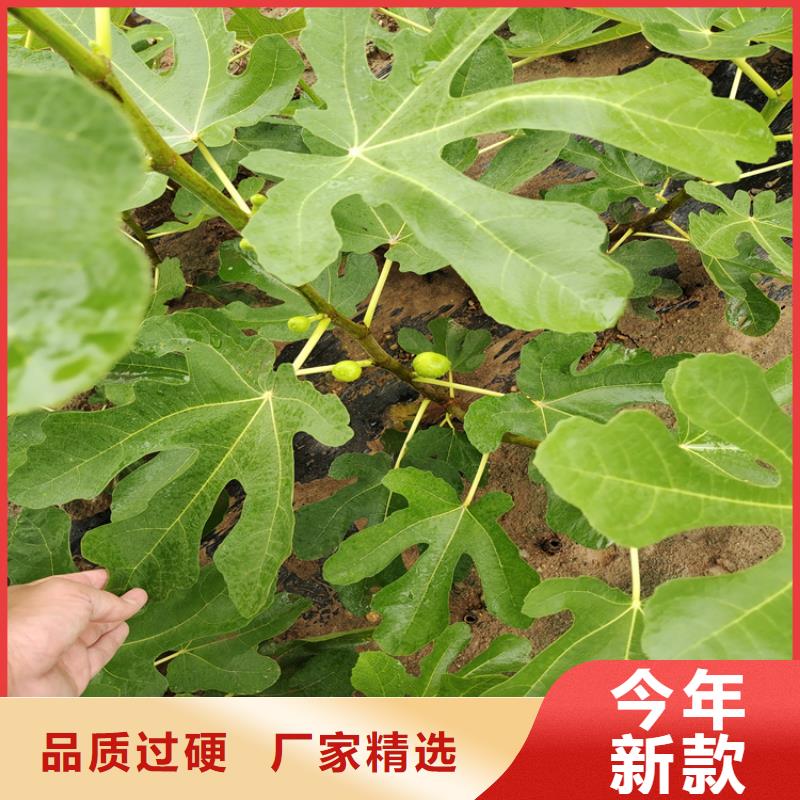 无花果樱桃苗加工定制拒绝差价