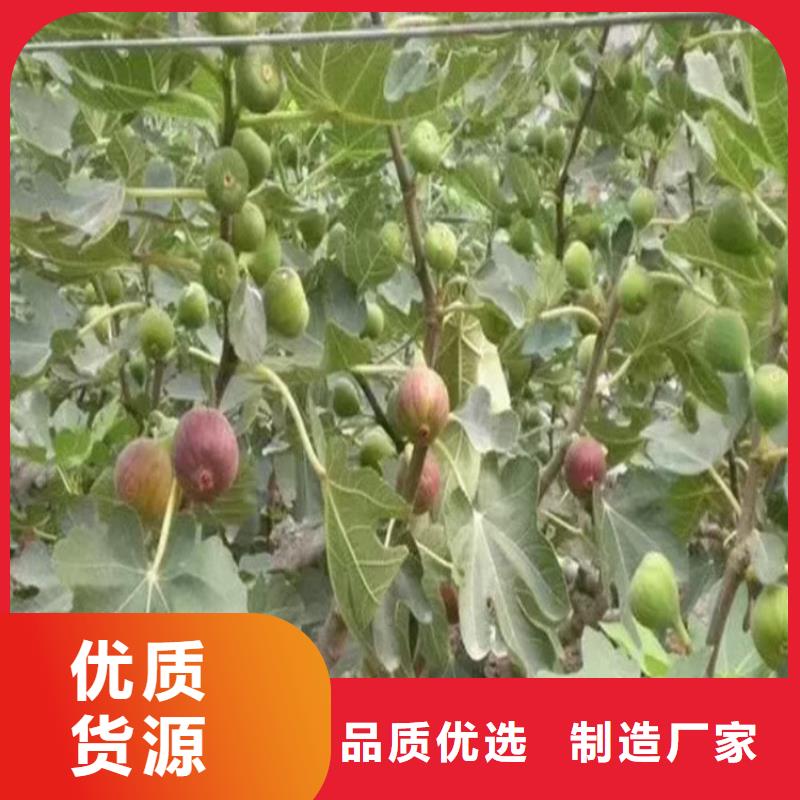 无花果梨树苗种类丰富本地配送