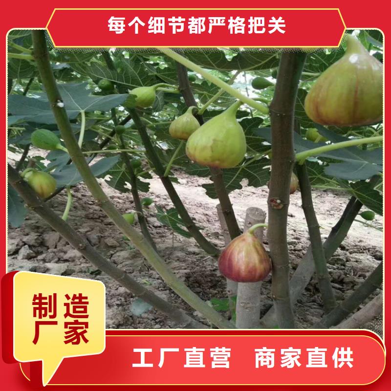 无花果,桃树苗源头厂家量大价优优势