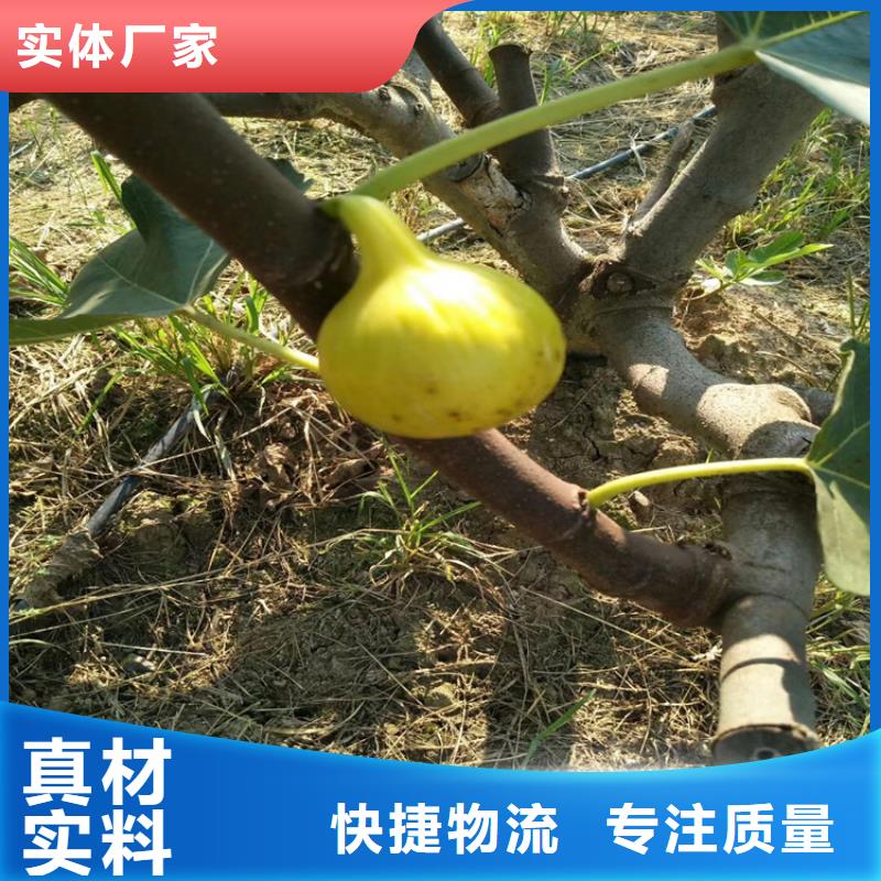 无花果樱桃苗品牌企业按需定制