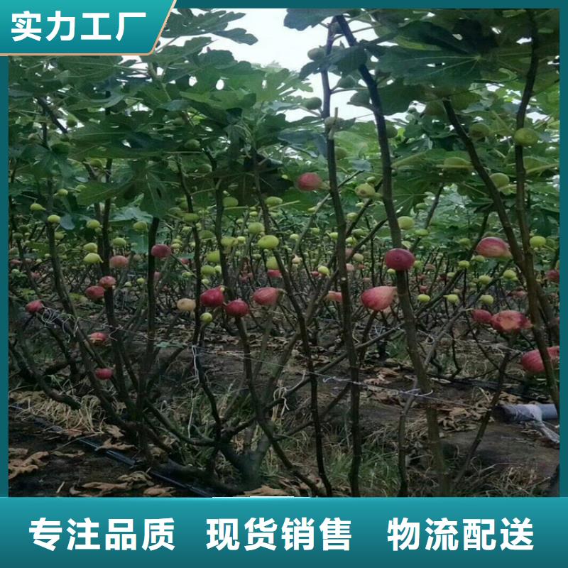 【无花果】樱桃苗厂家直销直供大厂生产品质