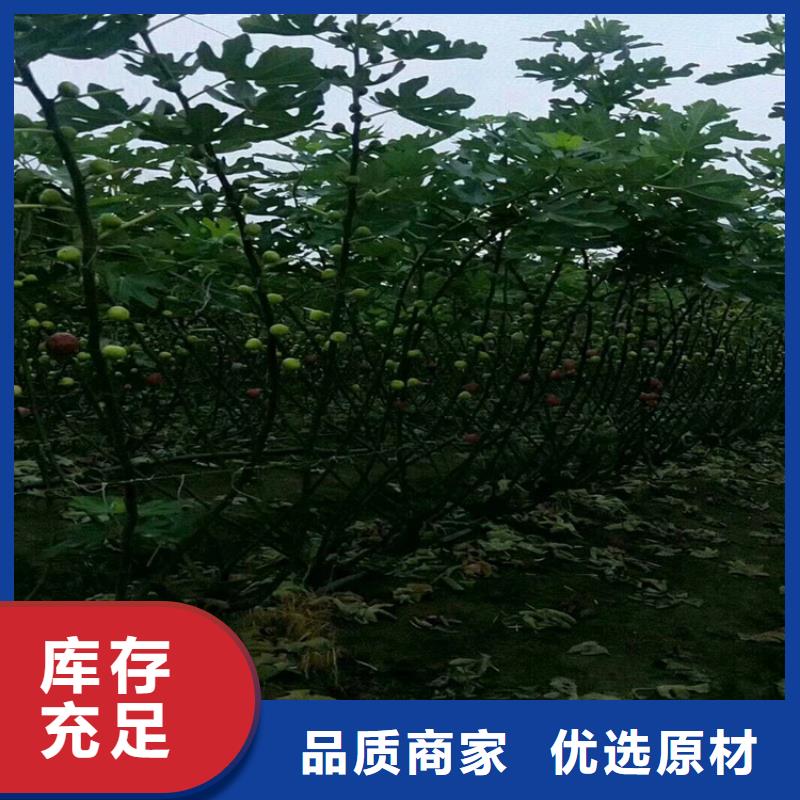 【无花果_樱桃苗客户信赖的厂家】严选好货