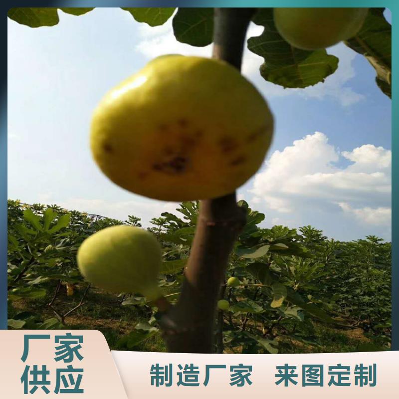 无花果_樱桃苗优质货源供应商