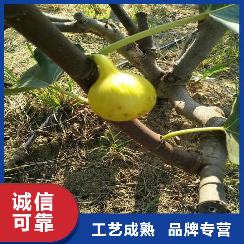 无花果石榴树价格透明来图定制