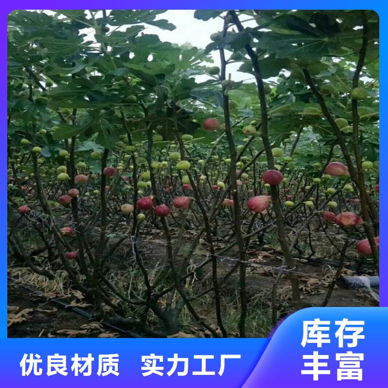 【无花果】-蓝莓苗优质货源当地生产厂家