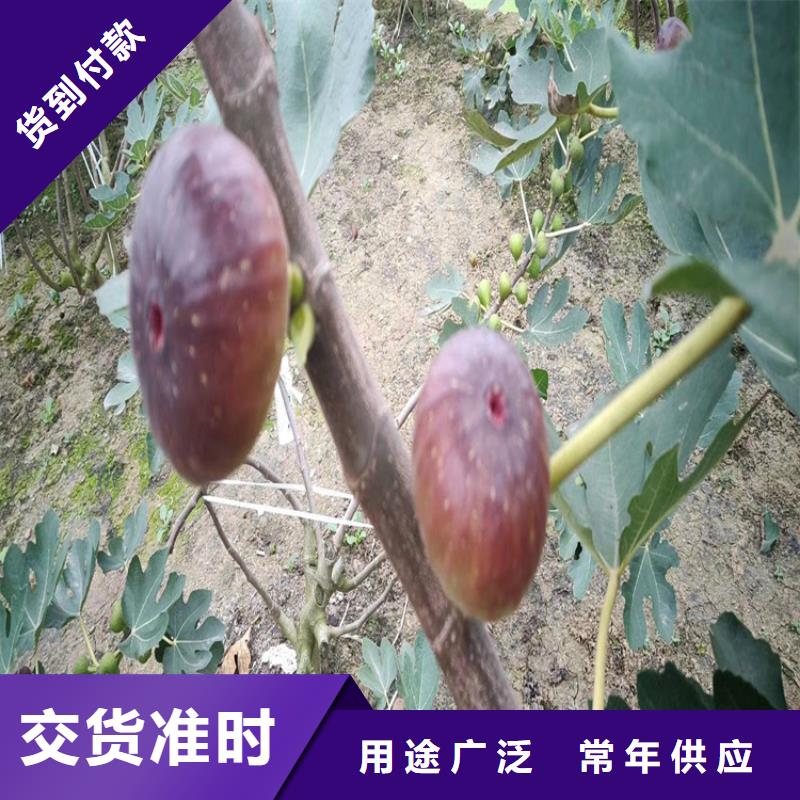 【无花果板栗苗诚信商家】量少也做