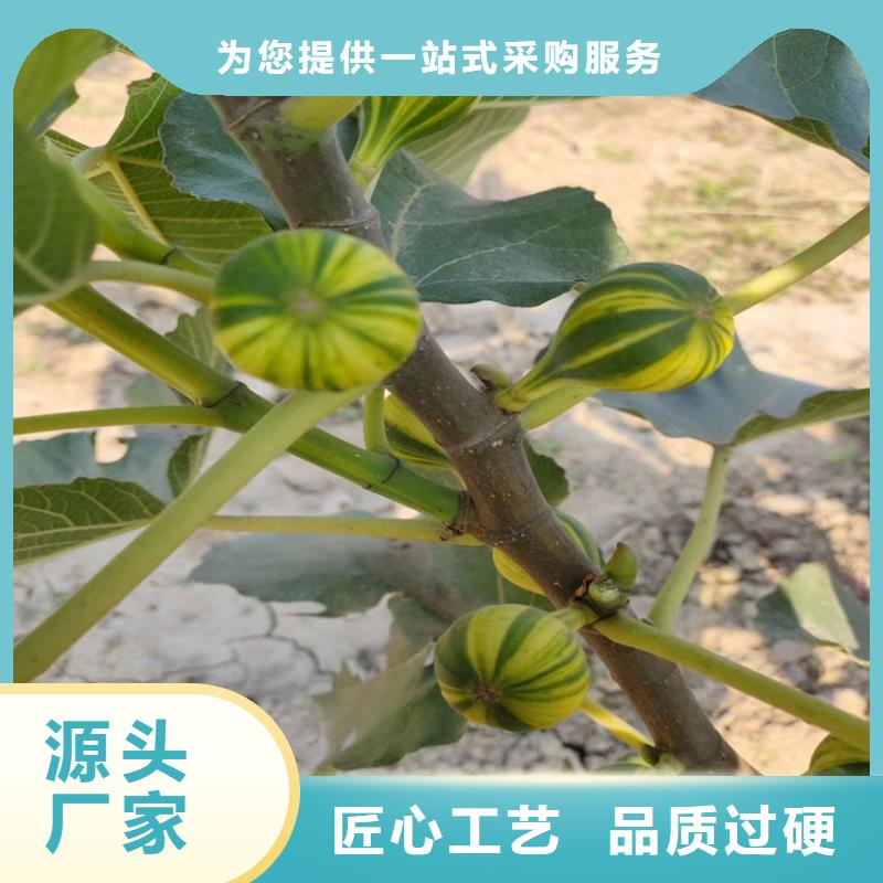 【无花果】樱桃苗现货销售细节展示