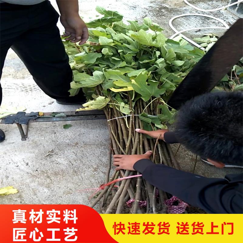 无花果石榴树产品细节参数当地公司