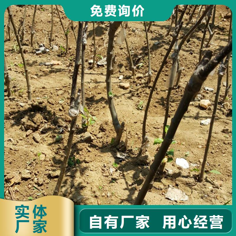 苹果樱桃苗自营品质有保障附近公司