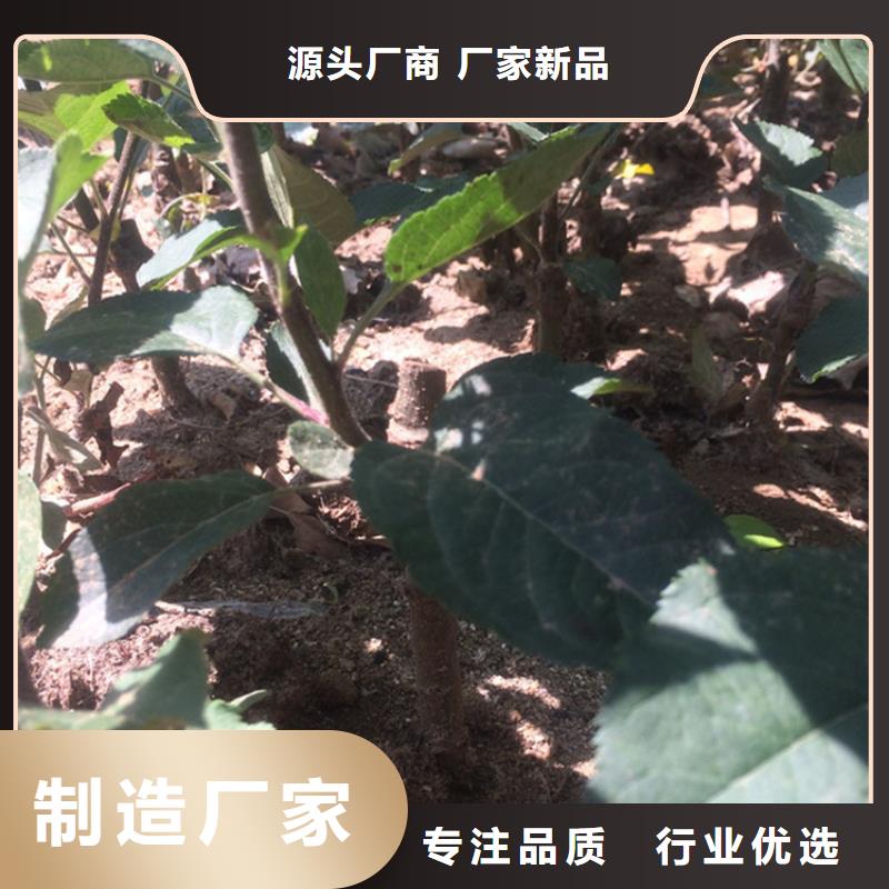 苹果杏树苗多种规格可选厂家货源