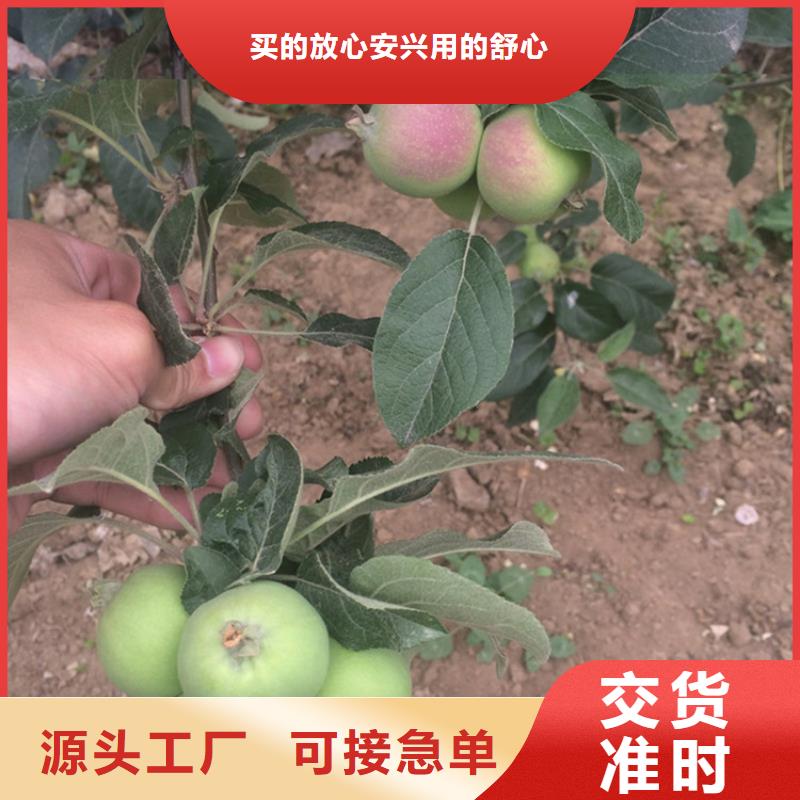 【苹果】樱桃苗大量现货精选好货