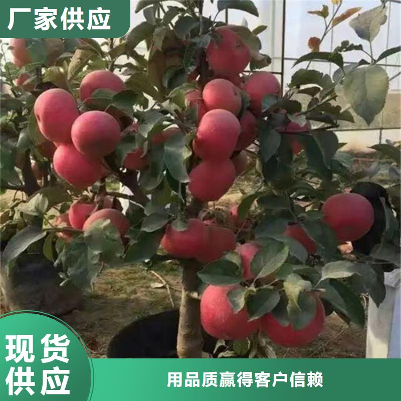 苹果-3公分软籽石榴苗精心选材货源足质量好